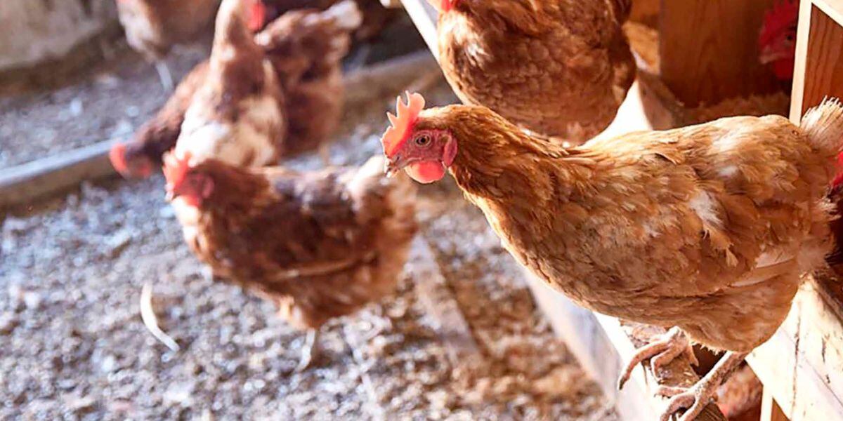 Sigue desarrollándose la gripe aviar al 9 de mayo 2024