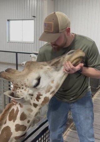 Quiropráctico acomodó el cuello de jirafa