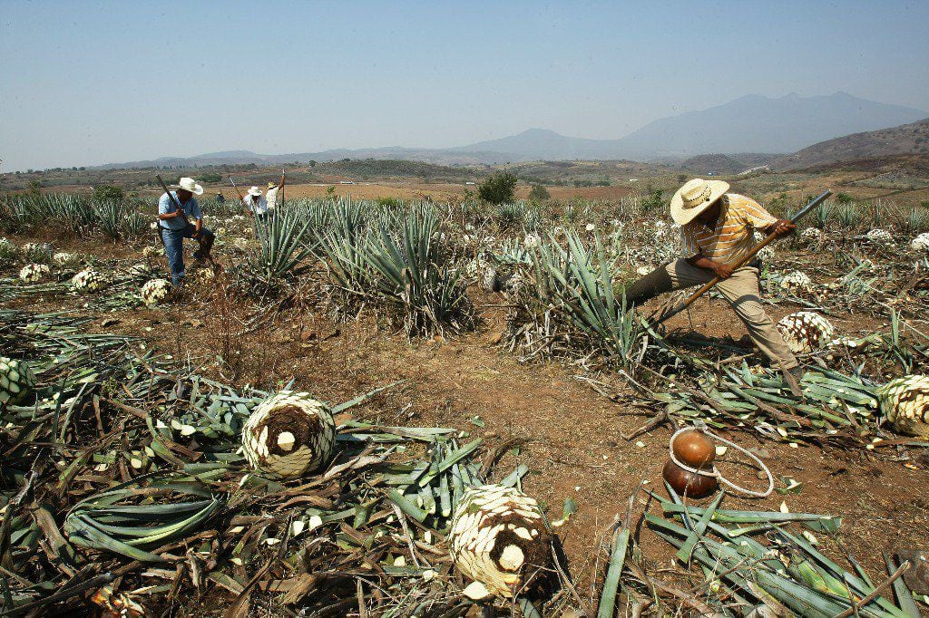 Cultivo de agave