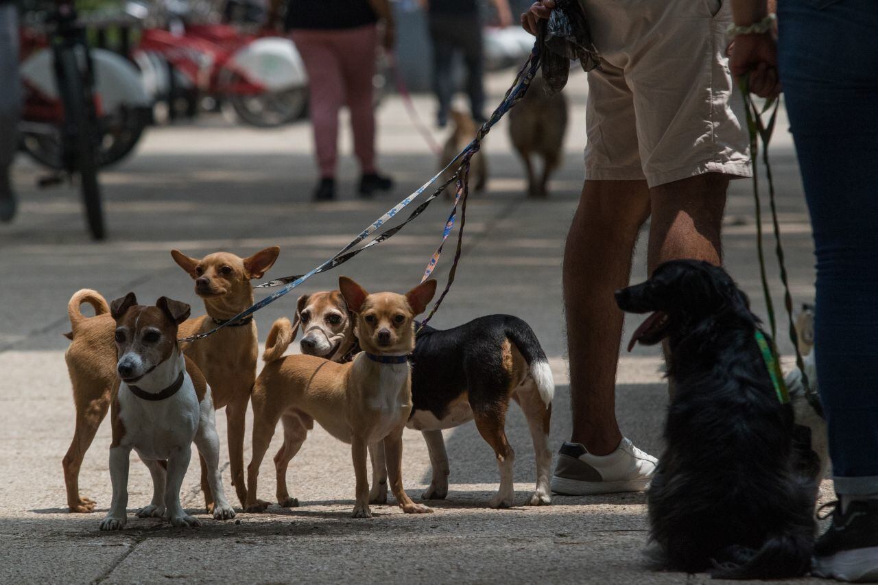 Paseo de perros en vía pública 