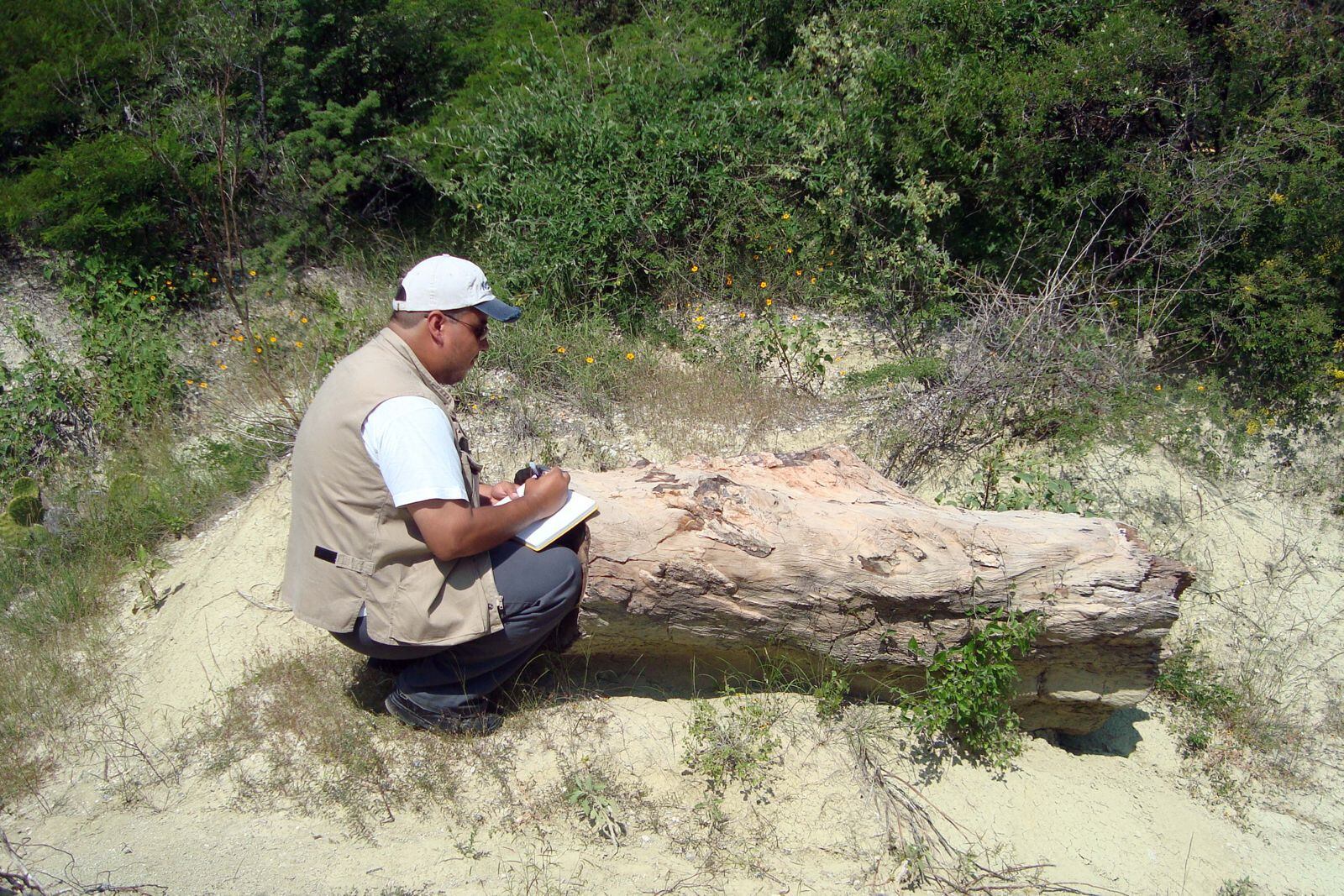 El Laboratorio de Paleobiología de la BUAP estudia el origen, evolución y extinción de la flora y fauna de México