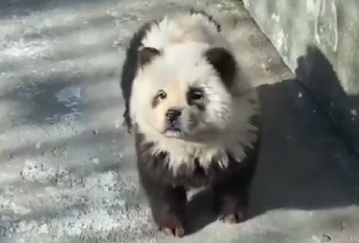 Zoológico de China mostró perros pintados de blanco y negro y dijo que eran pandas