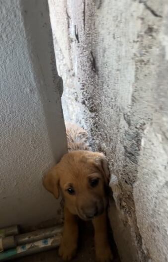 Rescate de un perrito derritió a todo TikTok