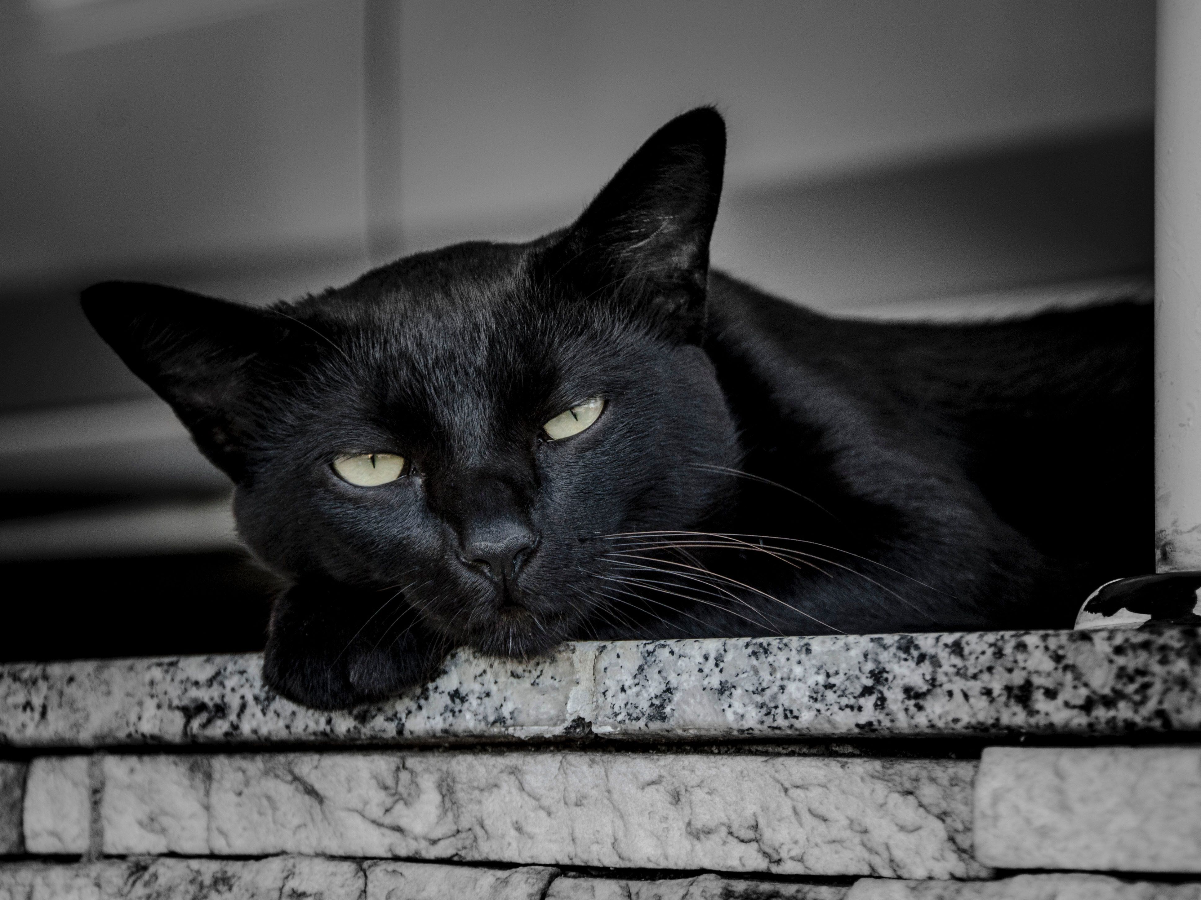Los gatos negro han sido vinculados al martes 13 y a la mala suerte por años
