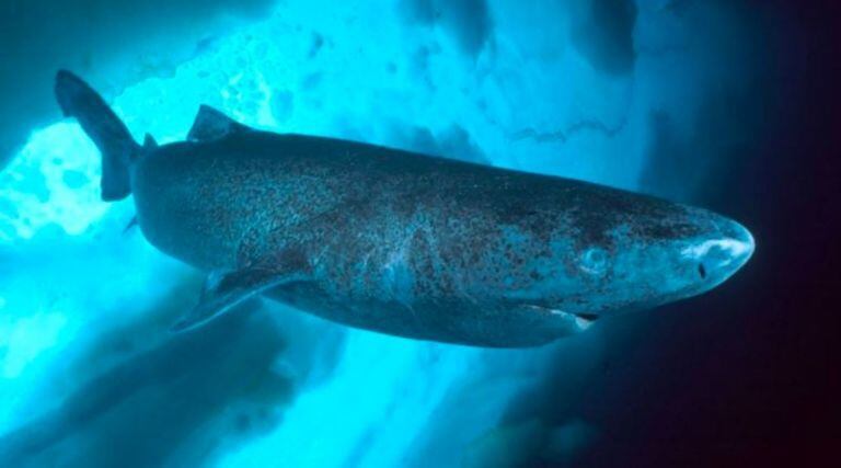 Tiburón de 519 años visto por última vez en costas de Belice