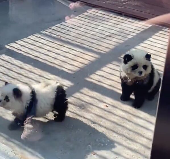perros panda, China