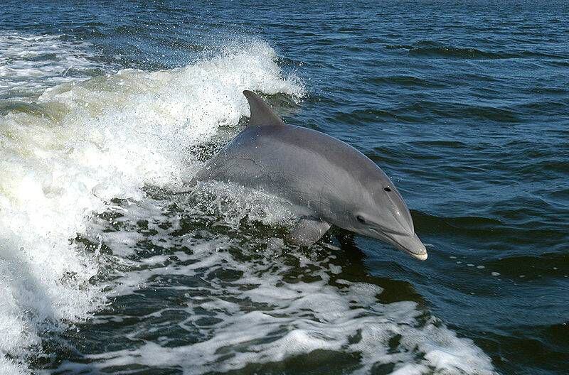 Presunto caso de abuso contra delfín