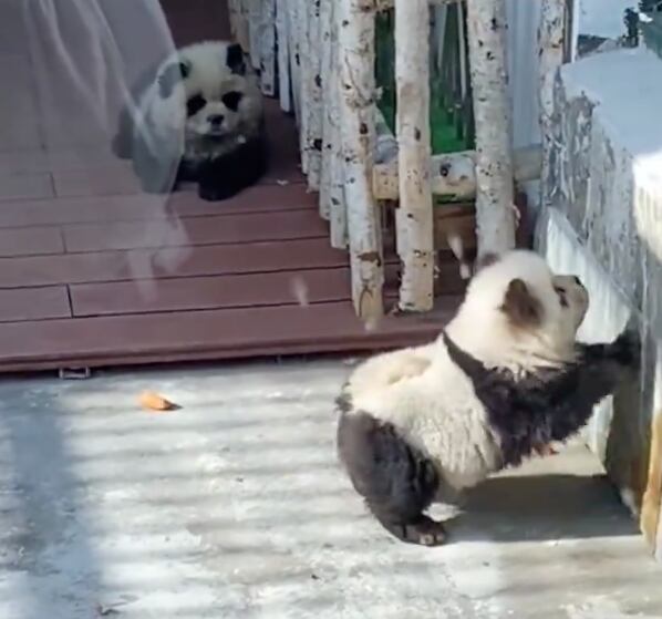 perros panda, China