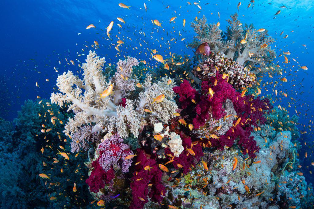 Arrecife de Alacranes: Precio y cómo llegar al lugar en México que Google reconoció en el Día de la Tierra