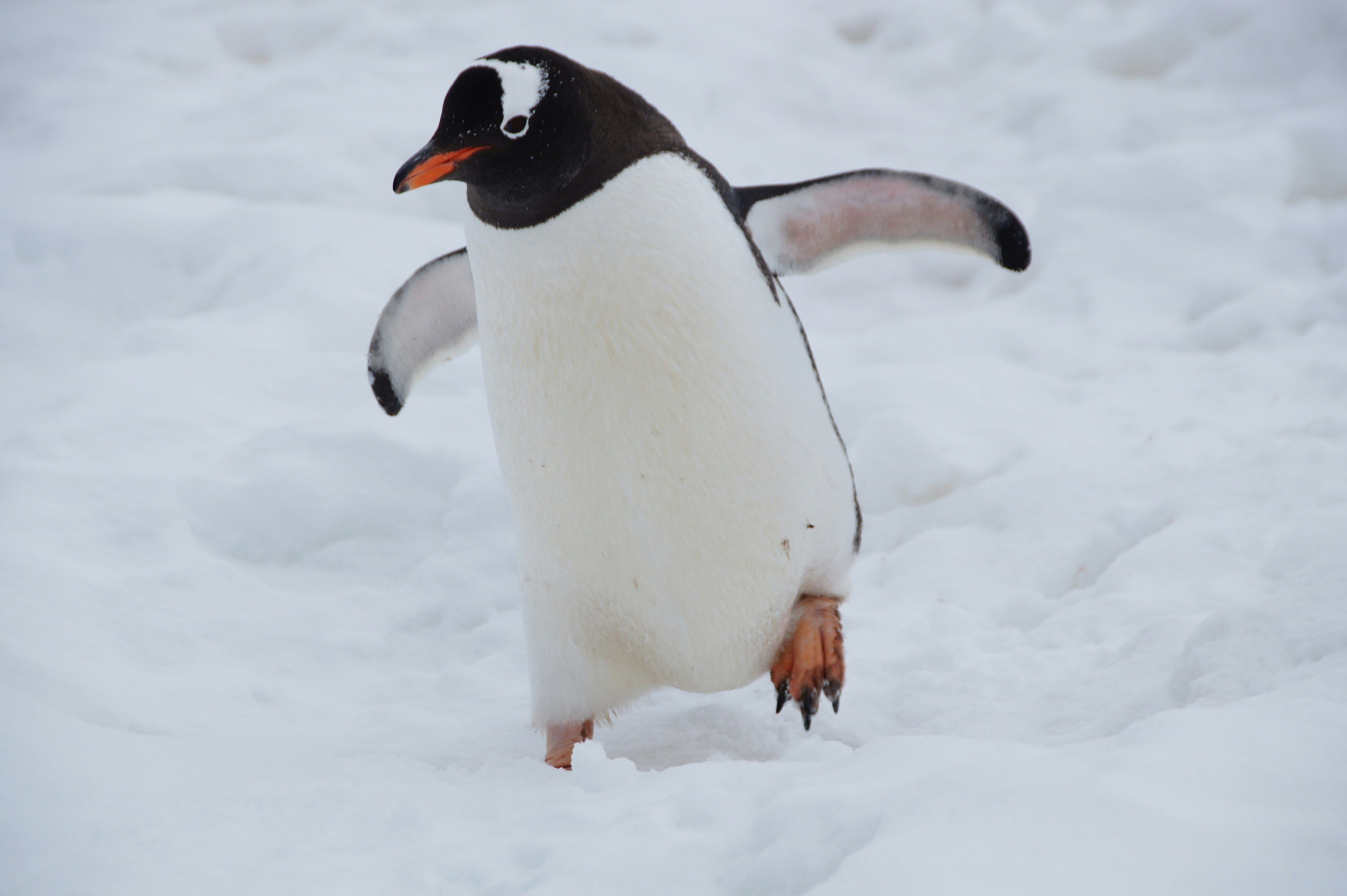 Este 25 de abril es el Día Mundial de los Pingüinos