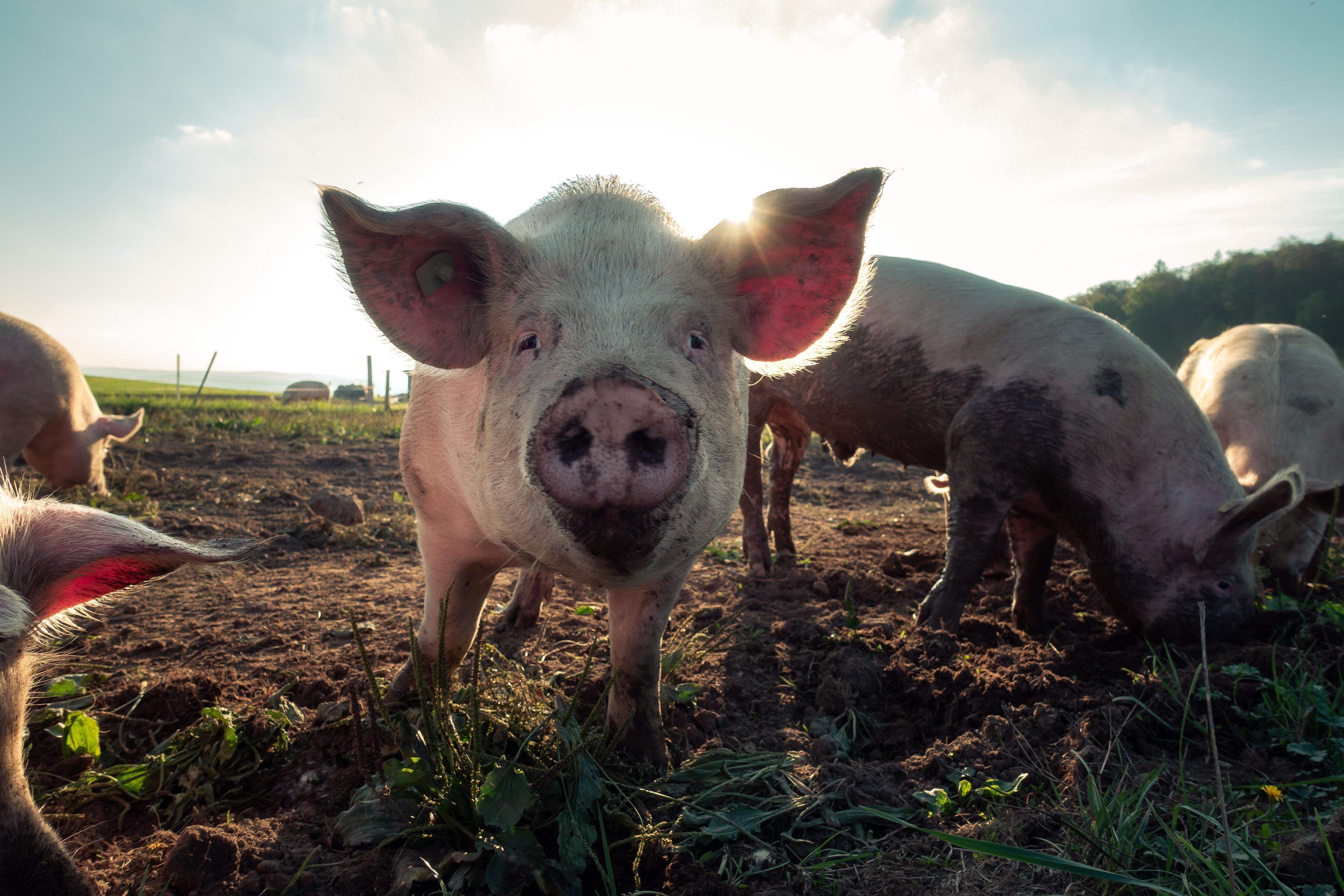 Corazones de cerdo serían usados en trasplantes para humanos