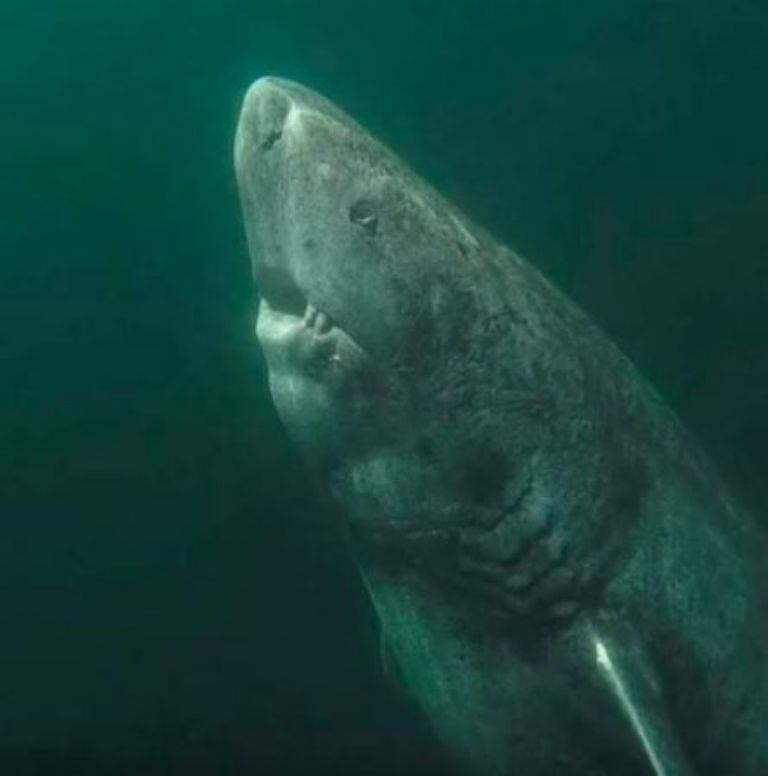 Tiburón de 519 años visto por última vez en costas de Belice
