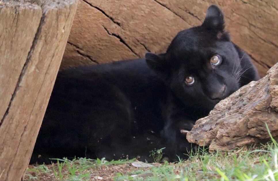 Muere jaguar melánico por culpa de Ayuntamiento de Morelia